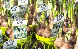 Photographie de pousse de légumes variées