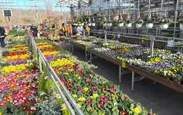 Photographie de bacs contenant diverses fleurs de toutes les couleurs