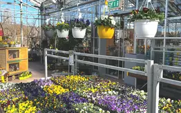 Photographie de bacs contenant diverses fleurs de toutes les couleurs