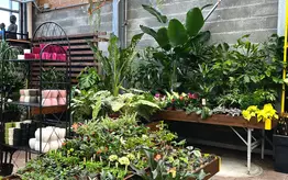 Photographie de plantes d'intérieur de toutes tailles et de toutes sortes