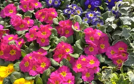 Photographie de diverses primevères de toutes les couleurs