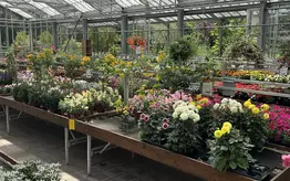 Photographie d'un rayon du magasin Garden Edelweiss avec des plantes et des fleurs