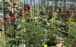 Photographie d'un rayon du magasin Garden Edelweiss avec des plantes et des fleurs
