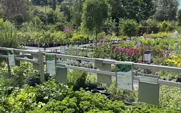 Photographie d'un rayon du magasin Garden Edelweiss avec des plantes et des fleurs