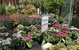 Photographie d'un rayon du magasin Garden Edelweiss avec des plantes et des fleurs