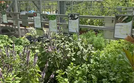 Photographie d'un rayon du magasin Garden Edelweiss avec des plantes et des fleurs