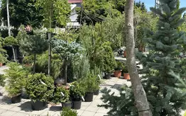 Photographie d'un rayon du magasin Garden Edelweiss avec des plantes et des fleurs