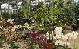 Photographie d'un rayon du magasin Garden Edelweiss avec des plantes et des fleurs