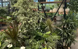 Photographie d'un rayon du magasin Garden Edelweiss avec des plantes et des fleurs