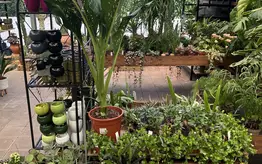 Photographie d'un rayon du magasin Garden Edelweiss avec des plantes et des fleurs