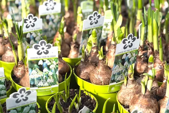 Photographie de pousse de légumes variées