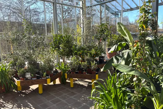 Photographie de grandes plantes vertes de Garden Edelweiss pour l'intérieur