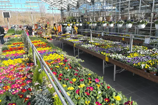 Photographie de bacs contenant diverses fleurs de toutes les couleurs