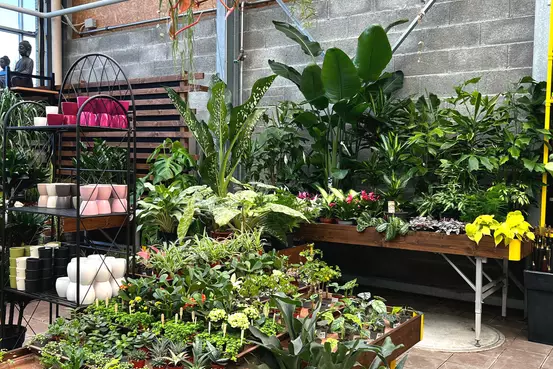 Photographie de plantes d'intérieur de toutes tailles et de toutes sortes
