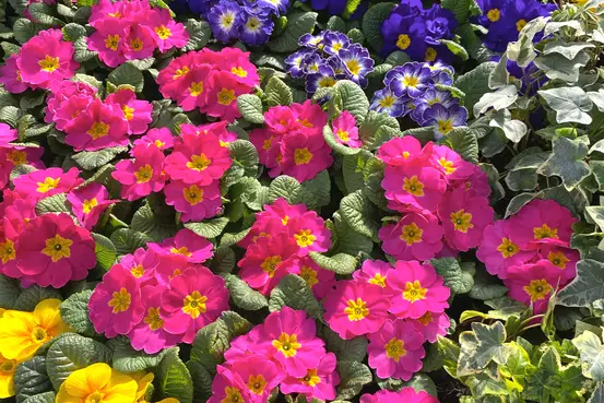 Photographie de diverses primevères de toutes les couleurs