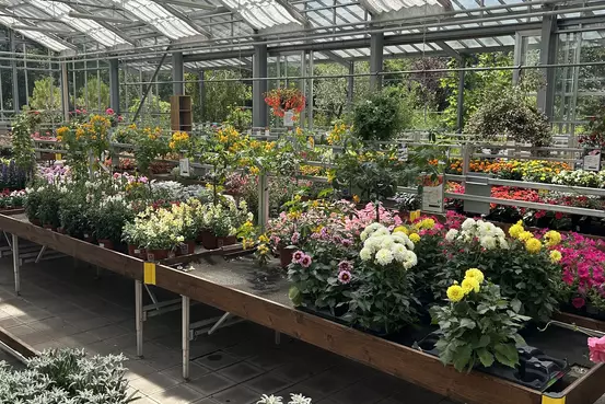 Photographie d'un rayon du magasin Garden Edelweiss avec des plantes et des fleurs