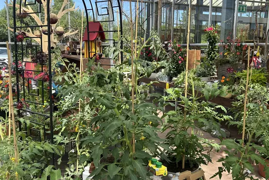 Photographie d'un rayon du magasin Garden Edelweiss avec des plantes et des fleurs