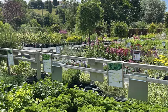 Photographie d'un rayon du magasin Garden Edelweiss avec des plantes et des fleurs