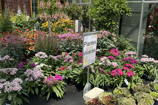 Photographie d'un rayon du magasin Garden Edelweiss avec des plantes et des fleurs