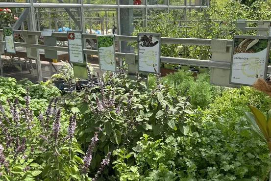 Photographie d'un rayon du magasin Garden Edelweiss avec des plantes et des fleurs