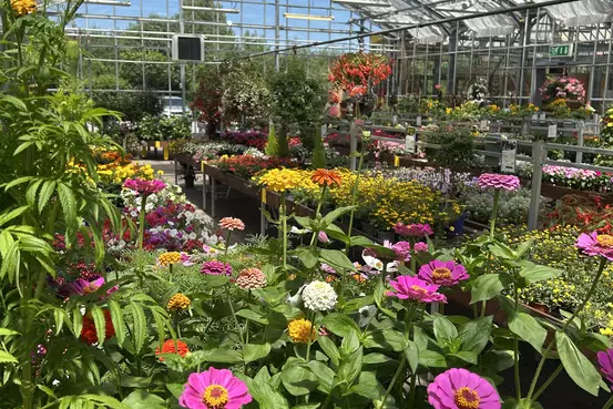 Photographie d'un rayon du magasin Garden Edelweiss avec des plantes et des fleurs