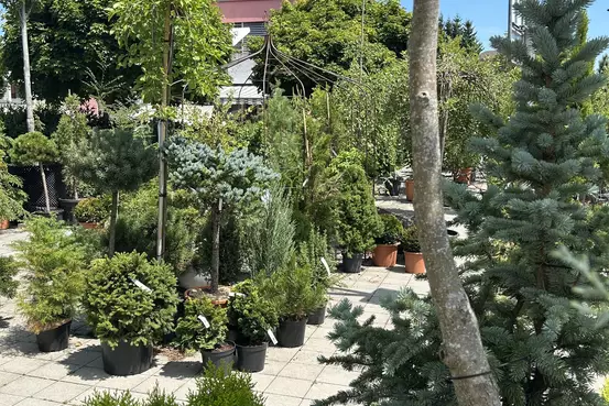 Photographie d'un rayon du magasin Garden Edelweiss avec des plantes et des fleurs