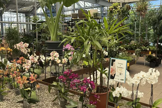 Photographie d'un rayon du magasin Garden Edelweiss avec des plantes et des fleurs