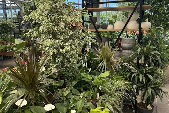 Photographie d'un rayon du magasin Garden Edelweiss avec des plantes et des fleurs