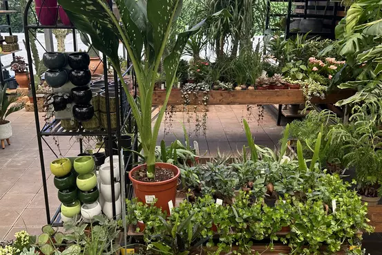 Photographie d'un rayon du magasin Garden Edelweiss avec des plantes et des fleurs