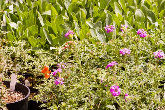 Fleurs vivaces