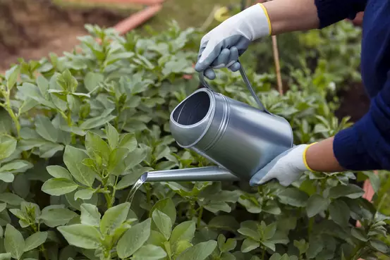Arrosage de plantes