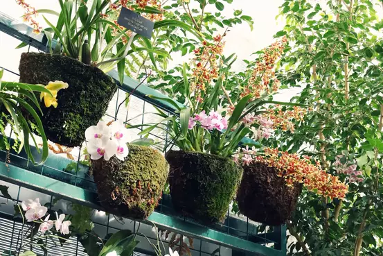 Plantes décoratives pour arrangements extérieurs