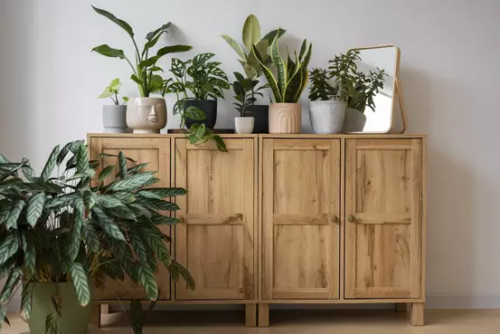 Photo de plantes vertes d'intérieur