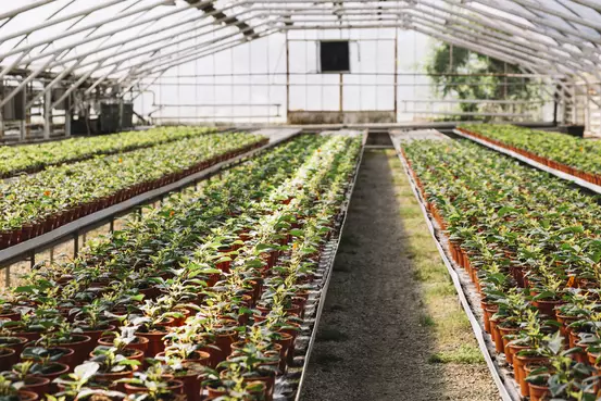 Plantons sous serre
