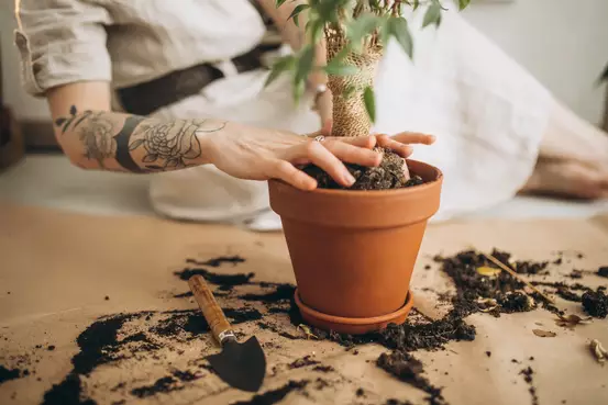 Femme rempotant des plantes vertes