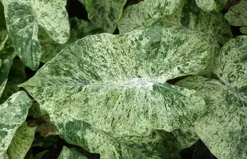 Alocasia macrorrhiza splash