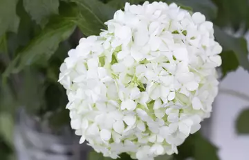 Hortensia blanc