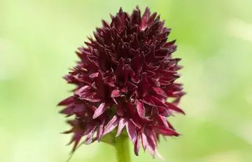 Nigretella nigra