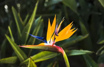 Oiseau du paradis