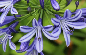 Agapanthus Umbellatus Bleue