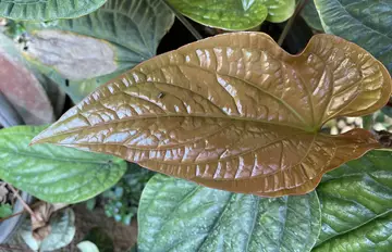 Anthurium Luxuriant