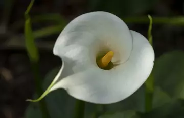Calla Aethiopica