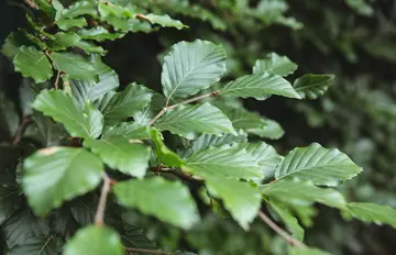 Fagus Sylvatica