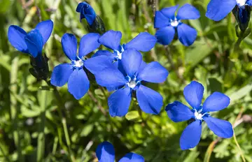 Gentiana Verna