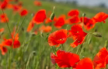 Coquelicot