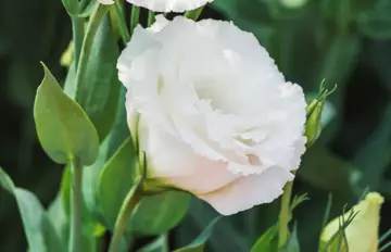 Lisianthus