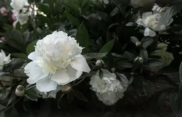 Pivoine