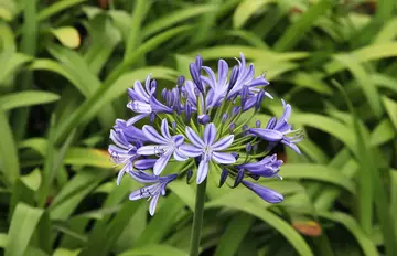 Agapanthus praecox mauve