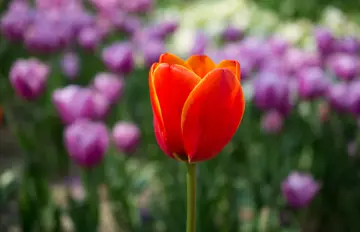Tulipe
