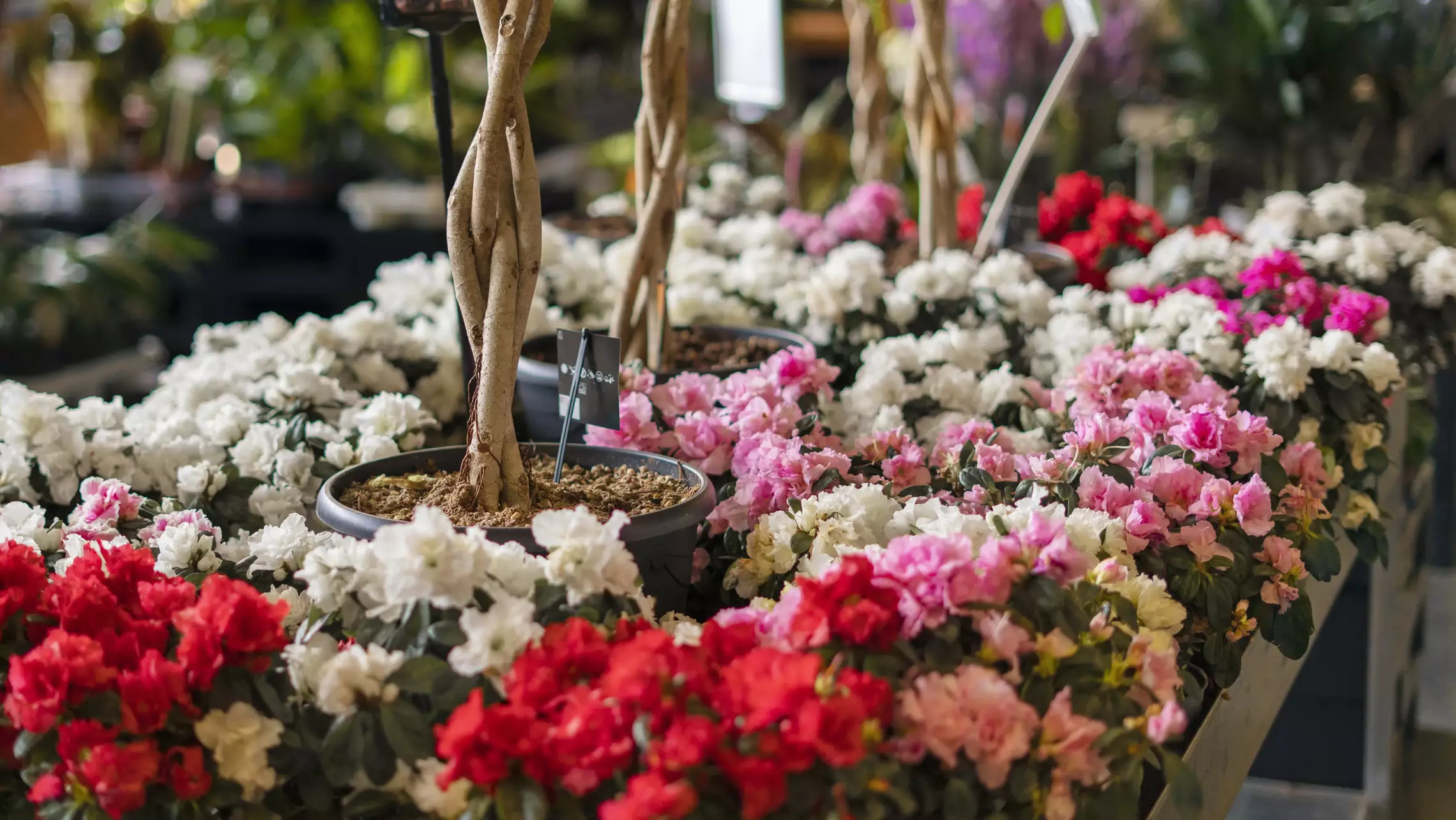 Fleurs pour arrangements extérieurs